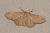 Idaea