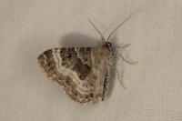 Epirrhoe alternata