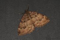 Triphosa dubitata