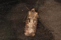 Agrotis clavis clavis