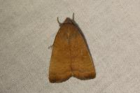 Noctua interjecta