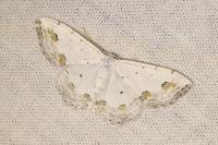 Scopula ornata