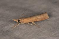 Pediasia contaminella