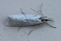 Crambus perlellus
