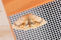 Cyclophora annularia