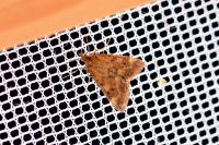 Pyrausta despicata