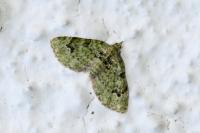 Chloroclystis v-ata