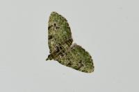 Chloroclystis v-ata