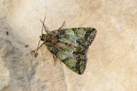 Polyphaenis sericata