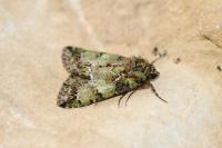 Polyphaenis sericata