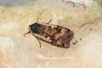 Noctua pronuba
