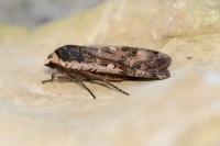 Noctua pronuba