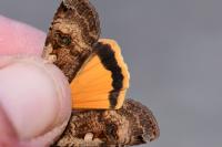 Noctua pronuba