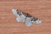Idaea rusticata