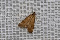 Pyrausta despicata