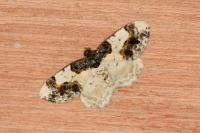 Ligdia adustata