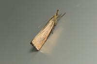 Chrysoteuchia culmella