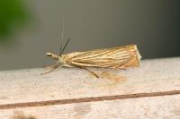 Chrysoteuchia culmella