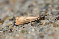 Chrysoteuchia culmella
