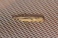 Agriphila inquinatella