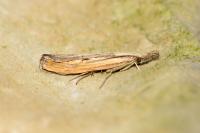 Agriphila inquinatella