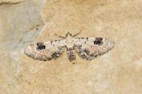 Eupithecia centaureata