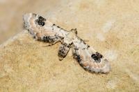 Eupithecia centaureata