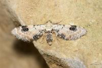 Eupithecia centaureata