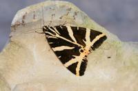 Euplagia quadripunctaria