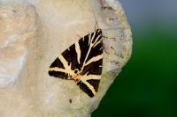 Euplagia quadripunctaria