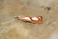 Catoptria pinella