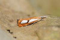 Catoptria pinella