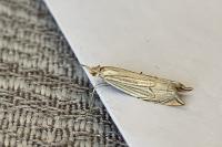 Metacrambus carectellus