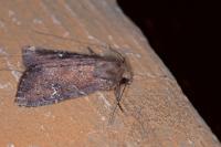 Apamea lateritia