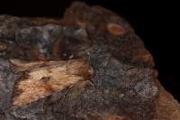Apamea sublustris
