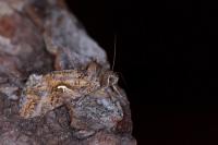 Autographa gamma