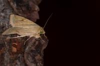 Heliothis peltigera