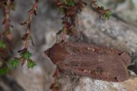 Noctua pronuba