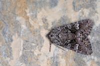 Papestra biren
