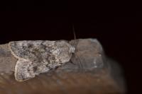 Agrotis simplonia