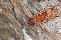 Noctua pronuba