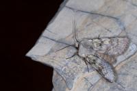 Agrotis simplonia