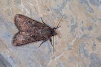 Peridroma saucia