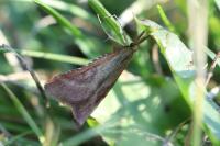 Synaphe punctalis