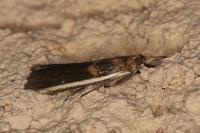 Etiella zinckenella