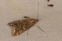 Loxostege sticticalis