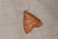 Anania testacealis