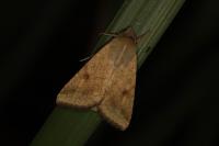 Helicoverpa armigera