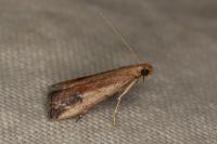 Metallostichodes nigrocyanella