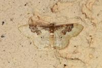 Idaea rusticata